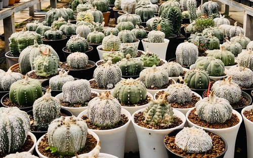 Astrophytum asterias mix type - asterias,