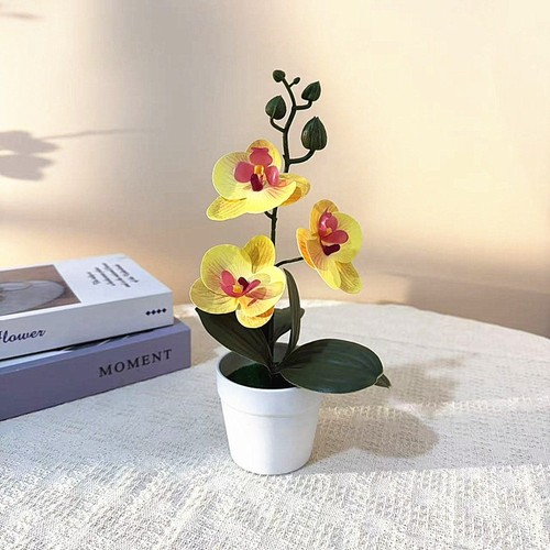 Phalaenopsis orchid bonsai - phalaenopsis,