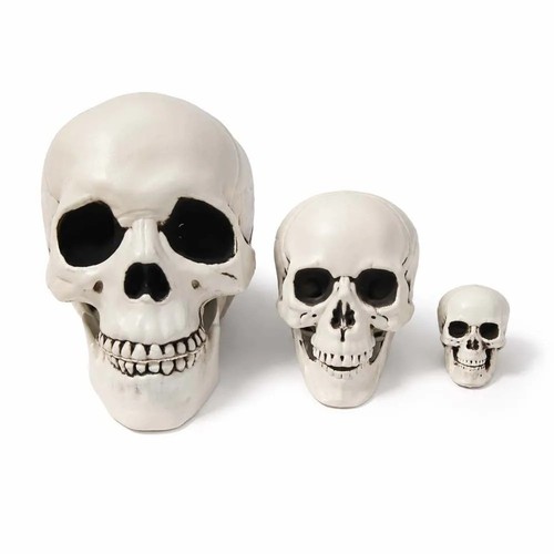 Halloween skull - halloween,