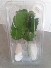 Medium Size stick insect Bug Enclosure cotton included! 