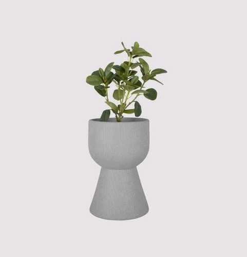 Tam plant - plant, large