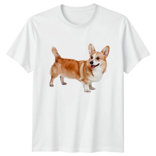 Pembroke welsh corgi dog - pembroke,