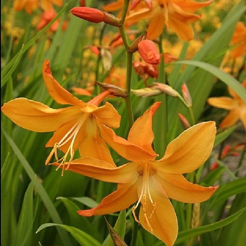 Crocosmia crocosmiiflora - x,
