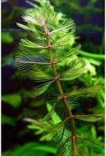 Milfoil 500 bunches - 1, /