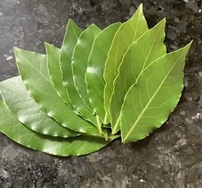 Bay leaves - 20 fresh organic