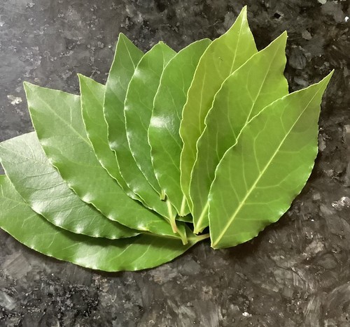 Bay leaves fresh organic - 20,