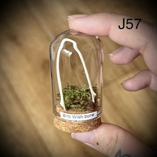 Pigeon wish bone In a 5cm