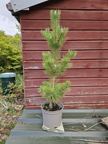 Pinus thunbergii sayonara - thunbergii,