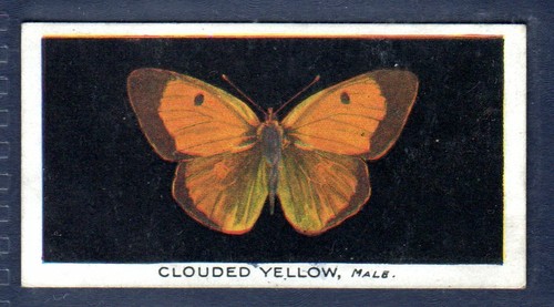 Clouded yellow original - clouded,