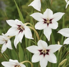Acidanthera peacock - 60,