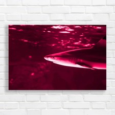 Tropical Sea Fish Lone Shark