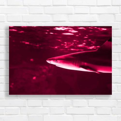 Tropical sea fish - sea, lone