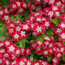 Crimson Cloud Hawthorn May