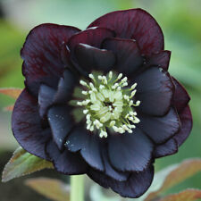 Hellebore Plants, Double Ellen Black, dark double blooms, winter, 3 x 9cm pots