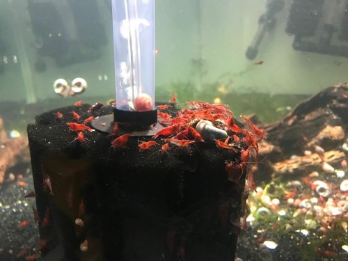Blue dream shrimp - shrimp, 5+1