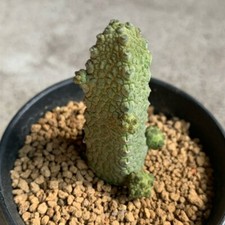 3CM Succulent Cactus Plant