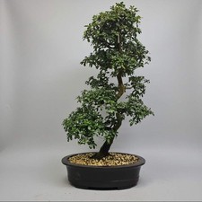 Satsuki Azalea (Rhododendron)