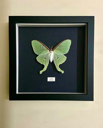 Luna moon moth framed - luna,