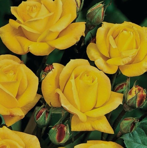 Arthur bell golden yellow - bell,