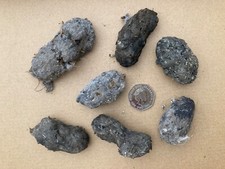 Wild Barn Owl Pellets, from mid Wales x 7 
