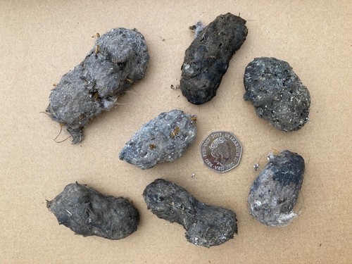 Wild barn owl pellets from - wild,