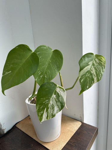 Monstera deliciosa albo highly - monstera,