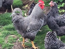 BARRED PLYMOUTH ROCK   E…  x