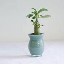 Unusual Adenium Obesum Desert