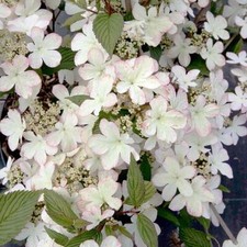 Japanese Snowball Viburnum