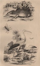 INSECTS. Tanrec (Tenrec). Tantale (Mycteria stork). Taon (Horsefly) 1834 print