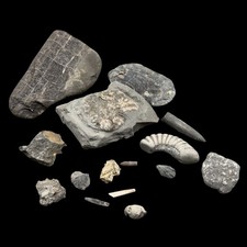1kg British Fossil Mix