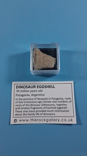 Dinosaur egg shell - egg, fragment
