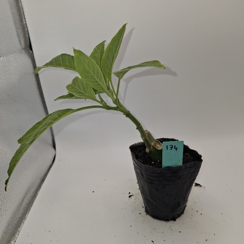 Brugmansia single white - brugmansia,