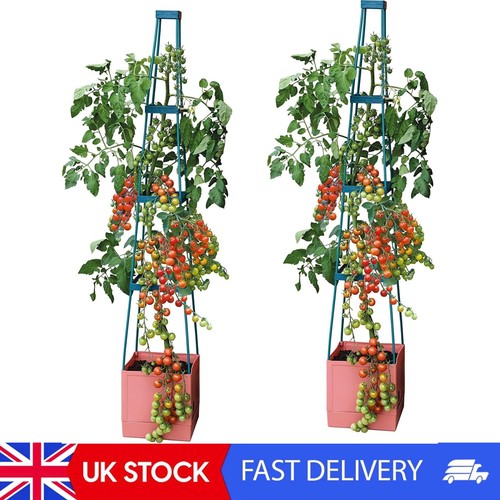 Self watering tier - watering, tomato