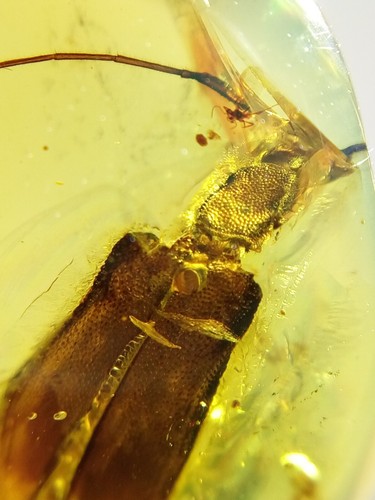 Burmese burmite cretaceous - burmese,