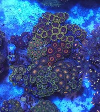 Zoa Garden  Wysiwyg Coral Soft