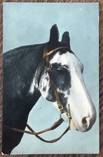 Antique Postcard Black & White