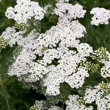 Achillea New Vintage White
