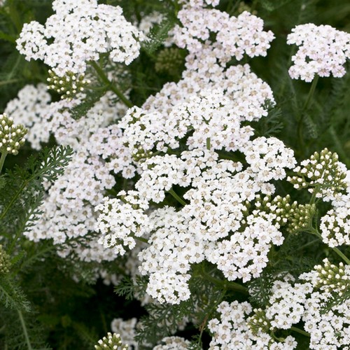 Achillea new vintage - vintage, white