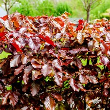 20 Copper Beech 3-4ft Purple