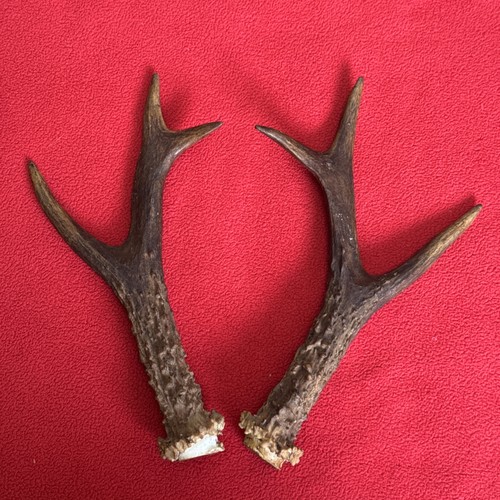 Pair roe deer antlers - roe,