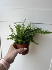 Nephrolepis exaltata Boston