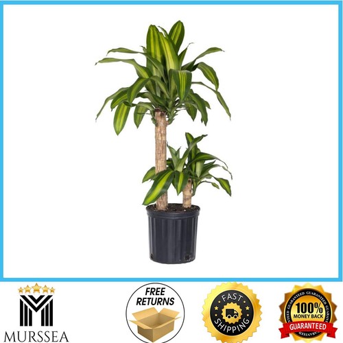 Dracaena mass cane corn plant - mass,