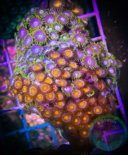 Saf in zoanthid - x,