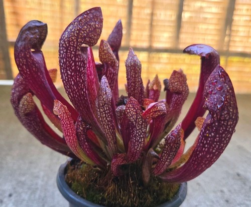 Fat live carnivorous plant - fat!,