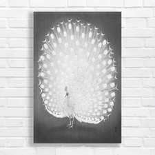 Elegant White Peacock Black