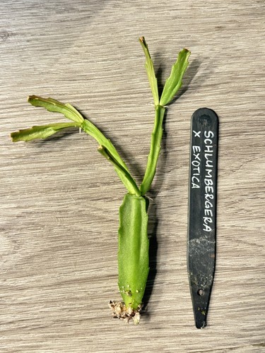 Schlumbergera exotica small - x,