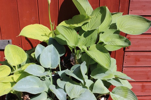 Garden plant hosta collection - garden,