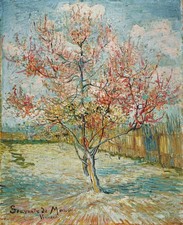 Flowering peach tree Vincent