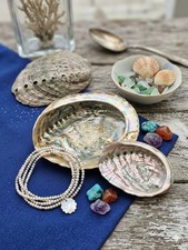 Vintage Large Gorgeous Abalone